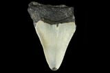 Bargain, Fossil Megalodon Tooth - North Carolina #124819-1